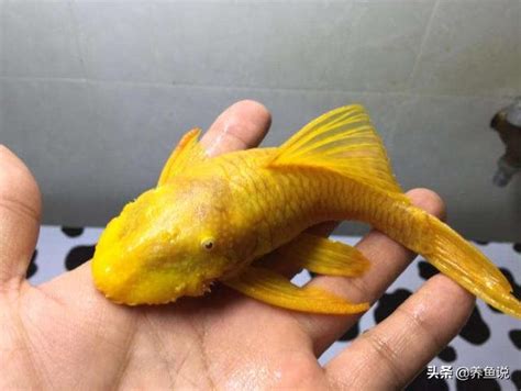 魚缸清道夫